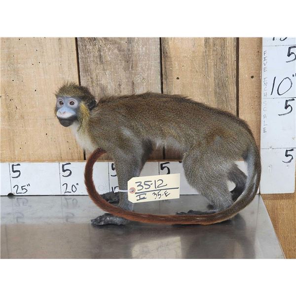 Guenon Mustached Monkey Full Body Taxidermy Mount