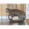 Image 1 : Guenon Mustached Monkey Full Body Taxidermy Mount