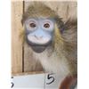 Image 2 : Guenon Mustached Monkey Full Body Taxidermy Mount