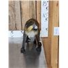 Image 3 : Guenon Mustached Monkey Full Body Taxidermy Mount