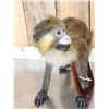 Image 4 : Guenon Mustached Monkey Full Body Taxidermy Mount