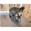 Image 5 : Guenon Mustached Monkey Full Body Taxidermy Mount