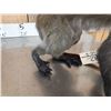 Image 6 : Guenon Mustached Monkey Full Body Taxidermy Mount