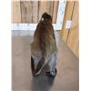 Image 7 : Guenon Mustached Monkey Full Body Taxidermy Mount