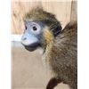 Image 8 : Guenon Mustached Monkey Full Body Taxidermy Mount