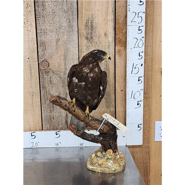 Female European Honey Buzzard Full Body Bird Taxidermy