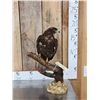 Image 1 : Female European Honey Buzzard Full Body Bird Taxidermy