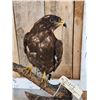Image 2 : Female European Honey Buzzard Full Body Bird Taxidermy