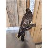Image 3 : Female European Honey Buzzard Full Body Bird Taxidermy