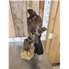 Image 4 : Female European Honey Buzzard Full Body Bird Taxidermy