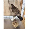 Image 5 : Female European Honey Buzzard Full Body Bird Taxidermy