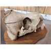 Image 12 : Spectacular Native Alaskan Inuit Art Work Bull Walrus Skull & Ivory Carving