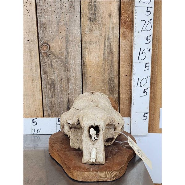 Spectacular Native Alaskan Inuit Art Work Bull Walrus Skull & Ivory Carving
