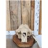 Image 1 : Spectacular Native Alaskan Inuit Art Work Bull Walrus Skull & Ivory Carving