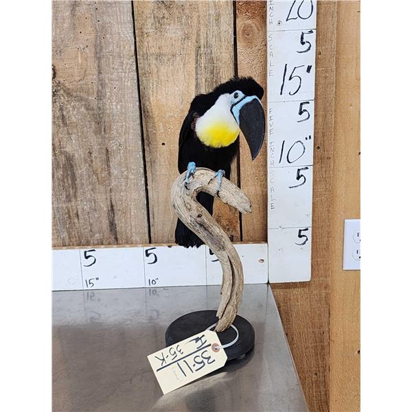 Channel Billed Toucan Full Body Bird Taxidermy
