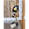 Image 1 : Channel Billed Toucan Full Body Bird Taxidermy