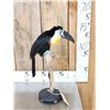 Image 2 : Channel Billed Toucan Full Body Bird Taxidermy