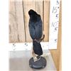 Image 3 : Channel Billed Toucan Full Body Bird Taxidermy