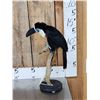 Image 4 : Channel Billed Toucan Full Body Bird Taxidermy