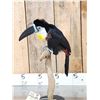 Image 5 : Channel Billed Toucan Full Body Bird Taxidermy