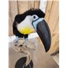 Image 6 : Channel Billed Toucan Full Body Bird Taxidermy