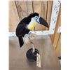 Image 7 : Channel Billed Toucan Full Body Bird Taxidermy