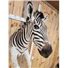 Image 10 : Absolutely GORGEOUS Zebra Half Body Taxidermy Mount