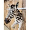 Image 11 : Absolutely GORGEOUS Zebra Half Body Taxidermy Mount