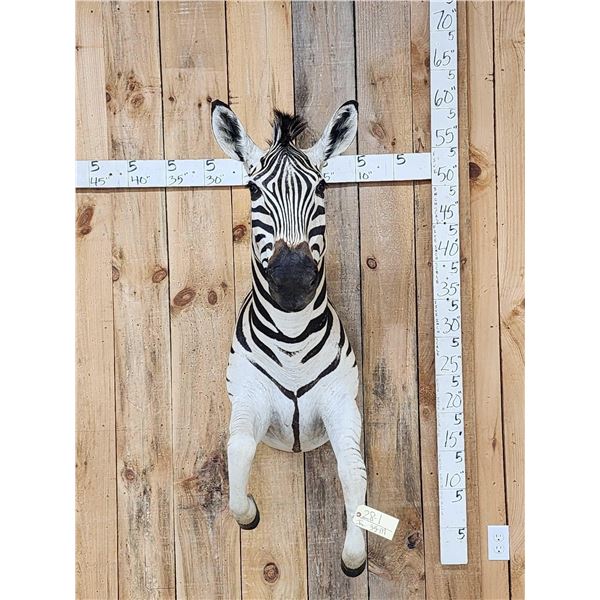 Absolutely GORGEOUS Zebra Half Body Taxidermy Mount