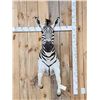 Image 1 : Absolutely GORGEOUS Zebra Half Body Taxidermy Mount