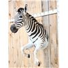 Image 2 : Absolutely GORGEOUS Zebra Half Body Taxidermy Mount