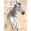 Image 3 : Absolutely GORGEOUS Zebra Half Body Taxidermy Mount