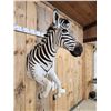 Image 4 : Absolutely GORGEOUS Zebra Half Body Taxidermy Mount