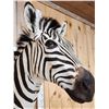 Image 5 : Absolutely GORGEOUS Zebra Half Body Taxidermy Mount