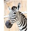 Image 6 : Absolutely GORGEOUS Zebra Half Body Taxidermy Mount