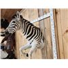 Image 7 : Absolutely GORGEOUS Zebra Half Body Taxidermy Mount