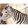 Image 8 : Absolutely GORGEOUS Zebra Half Body Taxidermy Mount