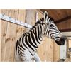 Image 9 : Absolutely GORGEOUS Zebra Half Body Taxidermy Mount