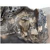 Image 11 : Large Bull Mastodon Skull Section With Molar Ancient Fossil