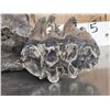 Image 13 : Large Bull Mastodon Skull Section With Molar Ancient Fossil