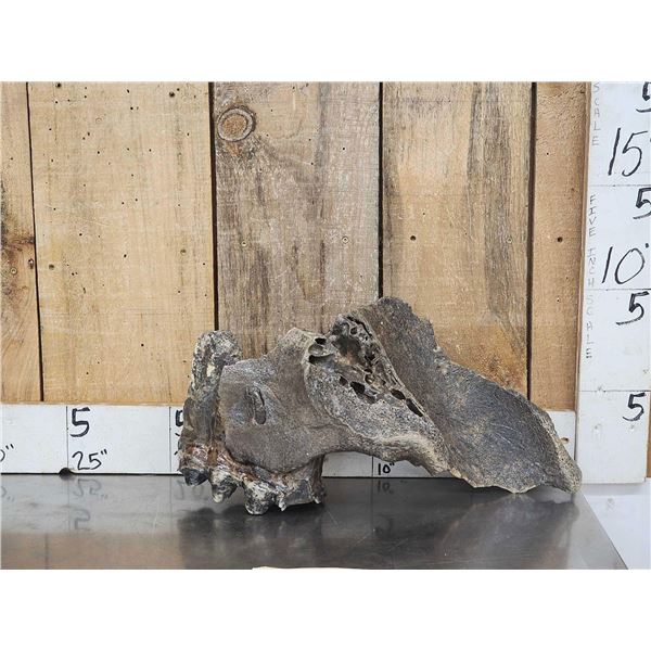 Large Bull Mastodon Skull Section With Molar Ancient Fossil