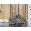 Image 1 : Large Bull Mastodon Skull Section With Molar Ancient Fossil