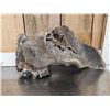 Image 3 : Large Bull Mastodon Skull Section With Molar Ancient Fossil