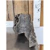 Image 4 : Large Bull Mastodon Skull Section With Molar Ancient Fossil