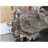 Image 8 : Large Bull Mastodon Skull Section With Molar Ancient Fossil