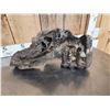 Image 9 : Large Bull Mastodon Skull Section With Molar Ancient Fossil