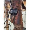Image 12 : Spectacular Minotaur Full Body Taxidermy Mount