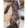 Image 17 : Spectacular Minotaur Full Body Taxidermy Mount
