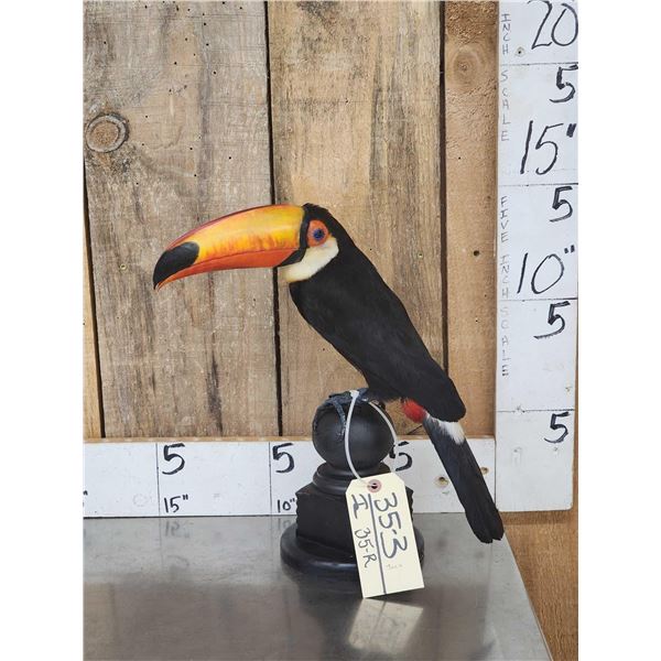 Toco Toucan Full Body Bird Taxidermy