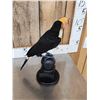 Image 4 : Toco Toucan Full Body Bird Taxidermy